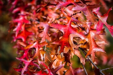 Closeup of orange autumn leaves on a blurred background