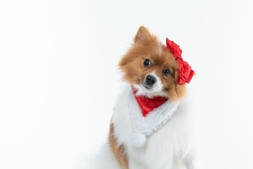 Beautiful Spitz dog with red decorations isolated on a white background