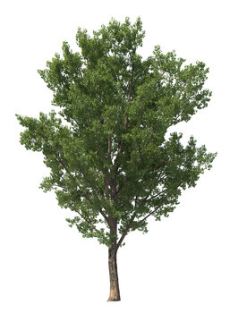 Populus Deltoides, eastern cottonwood, necklace poplar, large tree, light for daylight, easy to use, 3d render, isolated