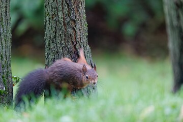 Cute squirrel on the tree in the forest, close-up