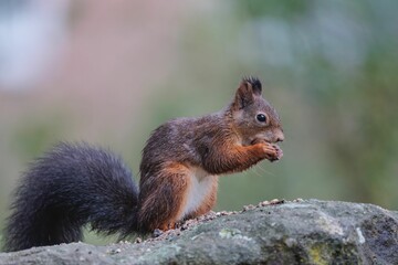 Closeup shot of a small brown squirrel eating nuts on a stone in daylight in a forest