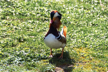 Der kleine Mandarinenenten Erpel zeigt sich in Aktion.
Sein buntes Gefieder macht ihn zu einer Schönheit