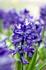 Hyacinth Blue Jacket blooms in the garden