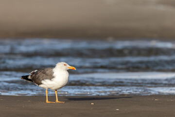 Fototapeta na wymiar Lesser black-backed gull (Larus fuscus) on the beach on Juist, East Frisian Islands, Germany.