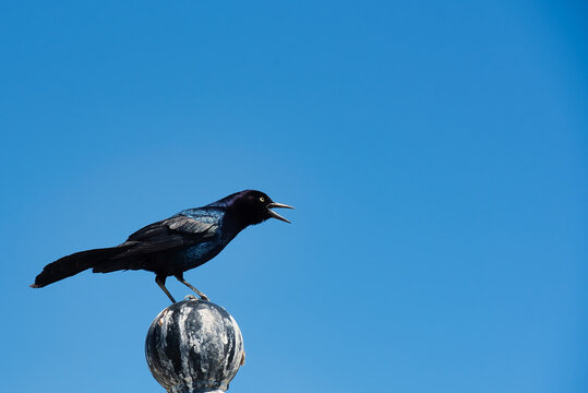 A close up of a boat-tailed grackle with a clear blue sky background.