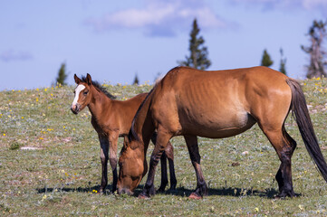 Fototapeta na wymiar Wild Horse Mare and Foal in Summer in the Pryor Mountains Montana