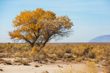Turanga or poplar variegated trees in Altyn Emel National Park. Atumn in Kazakhstan