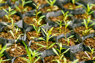 Cajuput (Melaleuca cajuputi) seedlings in the nursery, selected focus, in Gunung Kidul, Yogyakarta, Indonesia