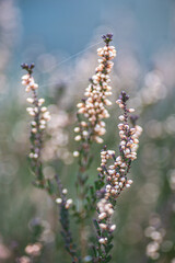 piękne kwitnące wrzosy na rozmytym tle