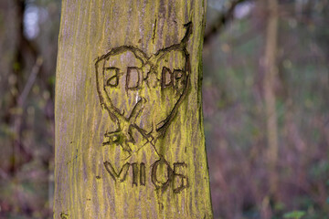 serce wycięte na drzewie jako znak miłości - obrazy, fototapety, plakaty