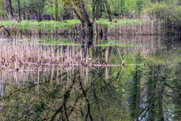 leśna sadzawka z suchym tatarakiem wczesną wiosną