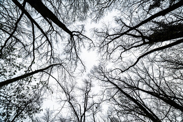 korony drzew na tle nieba