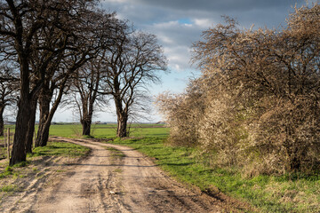 polna droga piaszczysta z wiosennymi drzewami kwitnącymi na biało © Henryk Niestrój