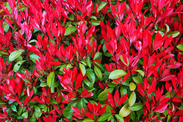 Background of colorful autumn leaves close-up. Red leaves wild grapes. A wall of colorful red ivy leaves. Bright ivy texture background.