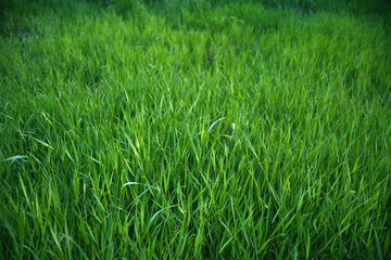 Focus on the grass on the back and blur the grass on the front for the background, Close-up on a green lawn, green grass texture background. A close-up shot focusing on the flowers of the grass.