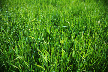 Obraz premium Focus on the grass on the back and blur the grass on the front for the background, Close-up on a green lawn, green grass texture background. A close-up shot focusing on the flowers of the grass.