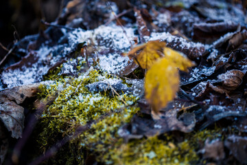 Closeup of a frozen ground in the forest covered with fallen leaves