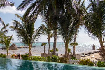 pool with palm trees