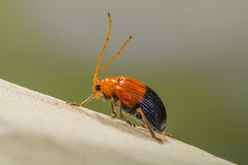Coccinellidae is a widespread family of small beetles. They are commonly known as ladybugs