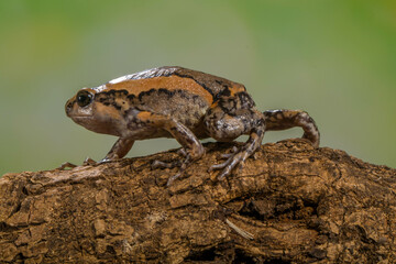 The banded bullfrog (Kaloula pulchra) is a species of frog in the narrow-mouthed frog family Microhylidae. Native to Southeast Asia, it is also known as the Asian painted frog, digging frog, Malaysian