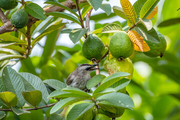 The sooty-headed bulbul (Pycnonotus aurigaster) is a species of songbird in the Bulbul family, Pycnonotidae. It is found in south-eastern Asia