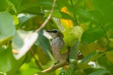 The sooty-headed bulbul (Pycnonotus aurigaster) is a species of songbird in the Bulbul family, Pycnonotidae. It is found in south-eastern Asia
