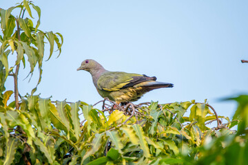 The pink-necked green pigeon (Treron vernans) is a species of bird of the pigeon and dove family, Columbidae