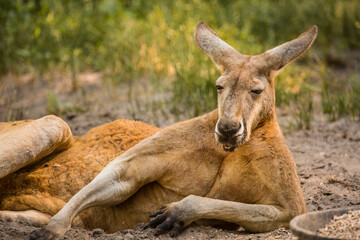 Naklejka na ściany i meble The red kangaroo is the largest of all kangaroos, the largest terrestrial mammal native to Australia, and the largest extant marsupial.