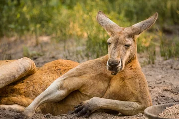 Rolgordijnen The red kangaroo is the largest of all kangaroos, the largest terrestrial mammal native to Australia, and the largest extant marsupial. © Jayson