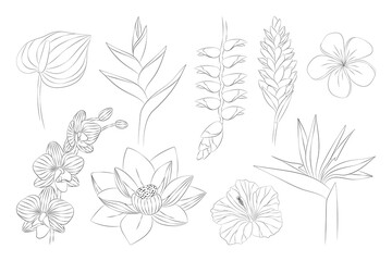 Tropical flowers set. Alpinia, anthurium, frangipani, lotus, heliconia, hibiscus, orchid, strelitzia. Vector botanical illustration, contour graphic drawing.