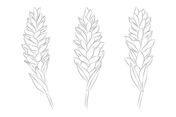Alpinia tropical flowers set. Vector botanical illustration, contour graphic drawing.