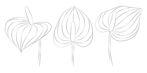Anthurium tropical flowers set. Vector botanical illustration, contour graphic drawing.