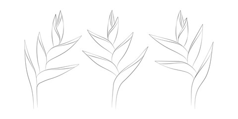 Heliconia tropical flowers set. Vector botanical illustration, contour graphic drawing.