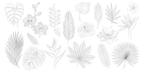 Tropical flowers and leaves set. Alpinia, anthurium, frangipani, heliconia, hibiscus, lotus, orchid, strelitzia. Vector botanical illustration, contour graphic drawing.