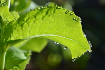 Dew leaf