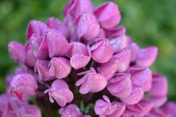 Dew on phlox