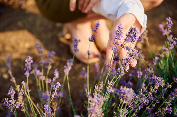 hand holding lavender
