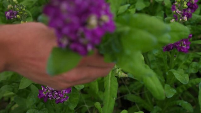 Close-up shot. Hand plucking the lilac flower of matthiola from the garden in the greenhouse