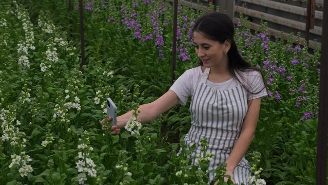 a girl in a striped apron, smiling and posing, takes a selfie on her smartphone against the background of flower rows with matiola. Homemade homemade greenhouse. Family business and business