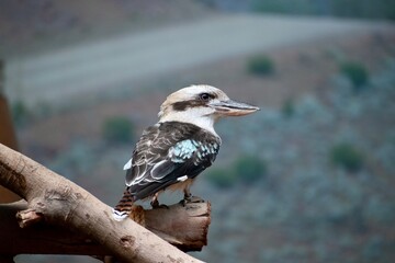 The Laughing Kookabura in action at the Ocean Park in the City of Hong Kong, HONG KONG SAR
