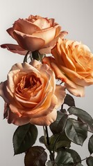 Roses on a clean background