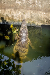 Huge crocodile in an abandoned building. Abandoned crocodile farm. Big and scary alligator.