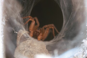 Closeup shot of a creepy spider weaving a web