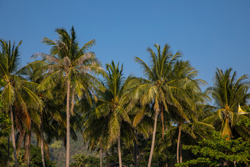 Beautiful palm trees against the blue sky. Colorful trees. Tropical palms.