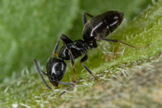 Closeup of an Tapinoma sessile ant walking on green grass