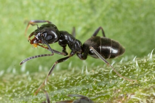 Closeup of an Tapinoma sessile ant walking on green grass