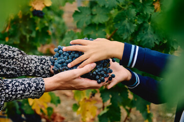 hands giving a bunch of grapes to another
