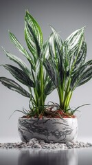 Indoor plants on a clean background