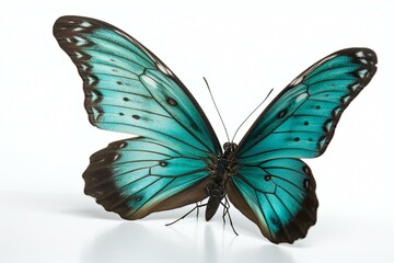 Naklejka na ściany i meble Turquoise butterfly flying, isolated on white background. Generative AI