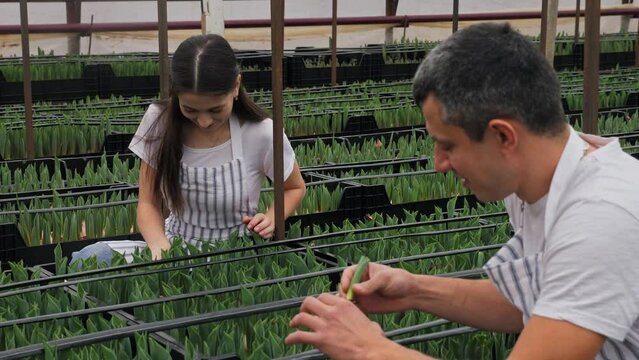 A man and a woman take out sprouted tulip bulbs from a plastic box in a home greenhouse, inspect them and put them back in the box. Family business and flower business